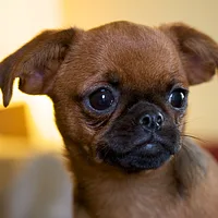 Brussels Griffon