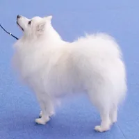 German Spitz