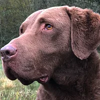 Chesapeake Bay Retriever, picture 2 of 10