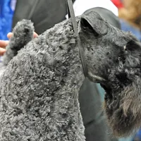 Kerry Blue Terrier