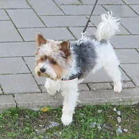 Biewer Terrier, picture 3 of 9