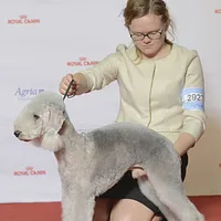 Bedlington Terrier
