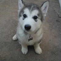 Alaskan Malamute, picture 8 of 9