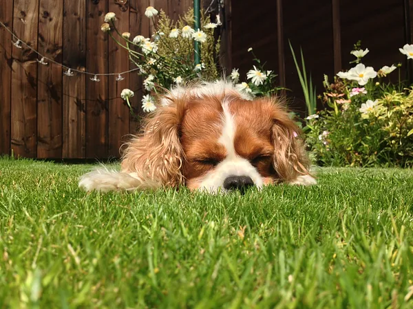 Cavalier King Charles Spaniel