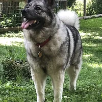 Norwegian Elkhound, picture 3 of 10