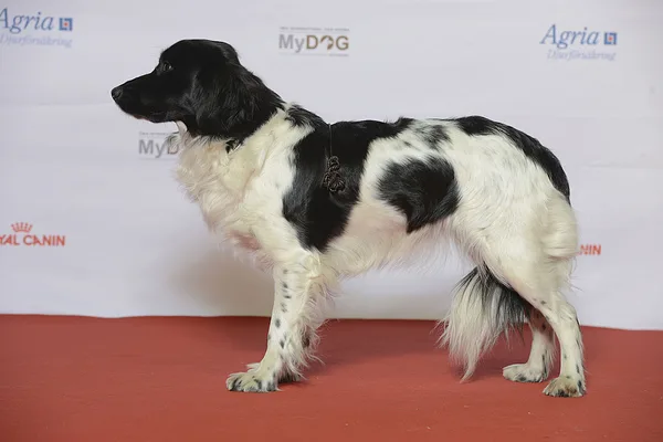 A Stabyhoun