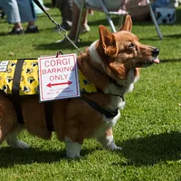 Pembroke Welsh Corgi, picture 7 of 7