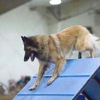 Belgian Tervuren