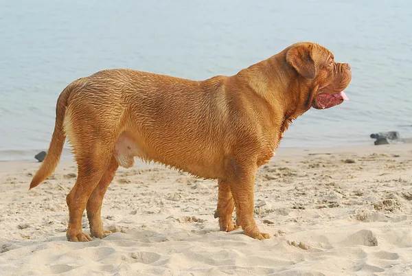 A Dogue de Bordeaux
