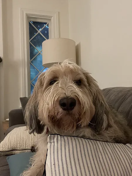 Grand Basset Griffon Vendéen
