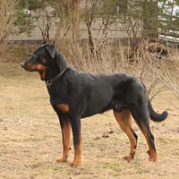 Beauceron