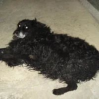 Croatian Sheepdog