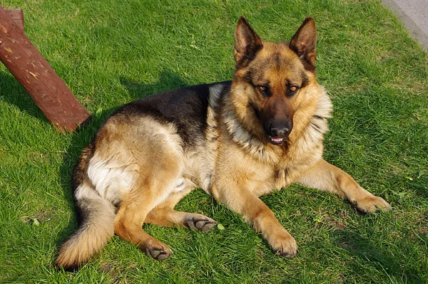 A German Shepherd Dog