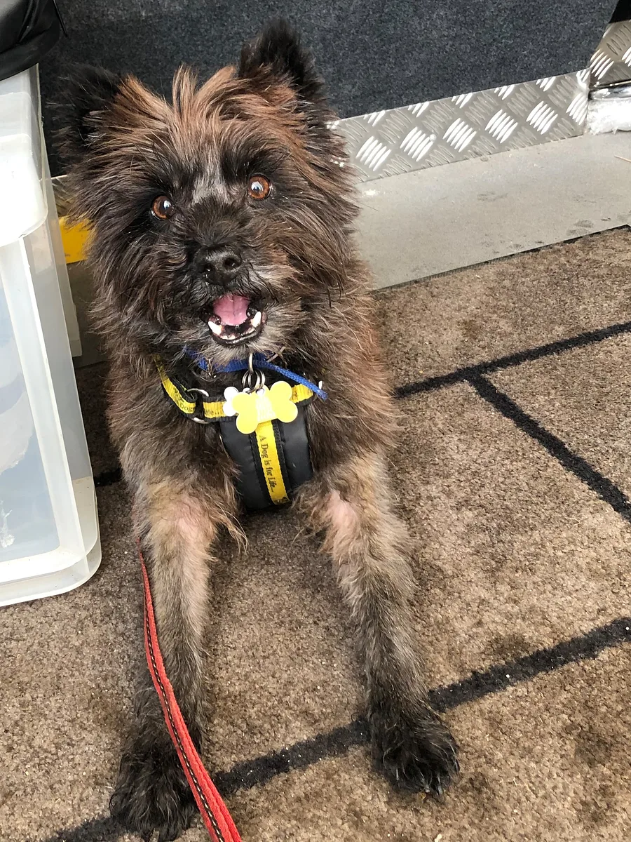 Cairn Terrier