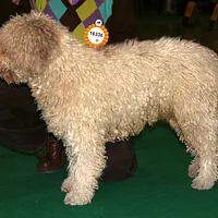 Spanish Water Dog, picture 7 of 9