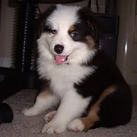 Miniature American Shepherd, picture 8 of 10