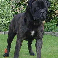 Bullmastiff