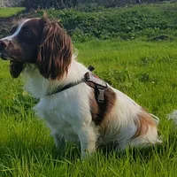 Welsh Springer Spaniel, picture 3 of 10