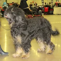 Portuguese Sheepdog, picture 5 of 10