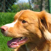 Nova Scotia Duck Tolling Retriever, picture 4 of 9