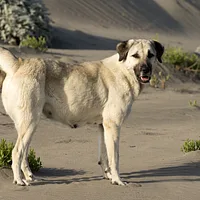 Anatolian Shepherd Dog