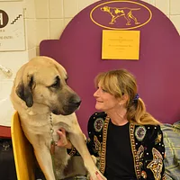 Anatolian Shepherd Dog