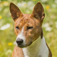 Basenji
