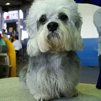 Dandie Dinmont Terrier