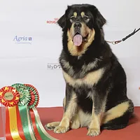 Tibetan Mastiff, picture 4 of 10