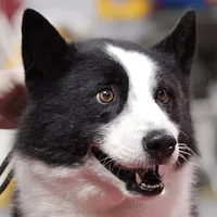 Karelian Bear Dog, picture 2 of 9