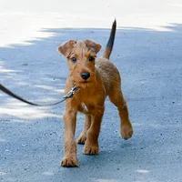 Irish Terrier, picture 3 of 8