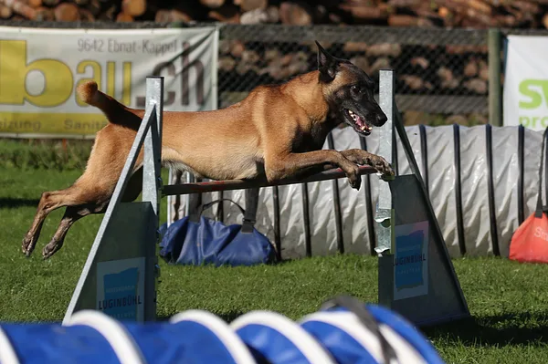 Belgian Malinois