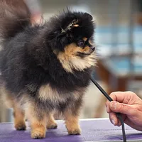 Pomeranian, picture 4 of 8