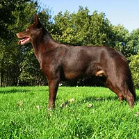 Australian Kelpie