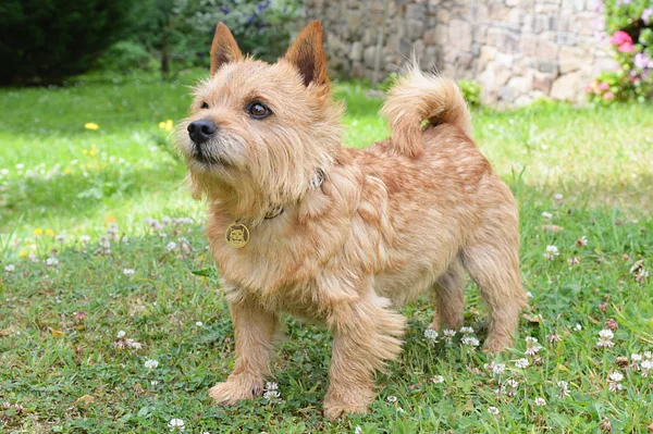 A Norwich Terrier