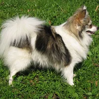 German Spitz, picture 1 of 9