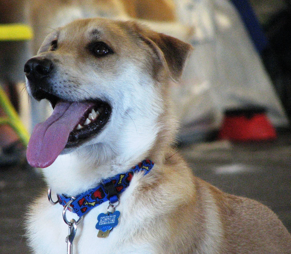 Chinook dog, photographed by jude