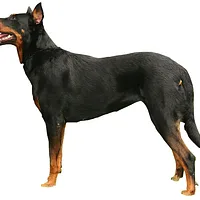 Beauceron
