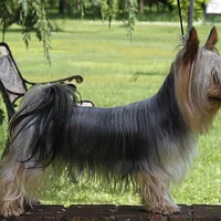 Australian Terrier