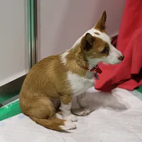 Portuguese Podengo, picture 8 of 9