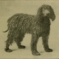 Irish Water Spaniel