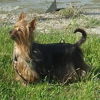 Australian Terrier