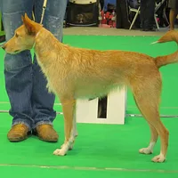 Portuguese Podengo Pequeno, picture 9 of 9