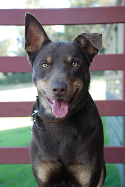 A Australian Kelpie