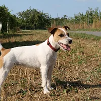 Russell Terrier, picture 4 of 9