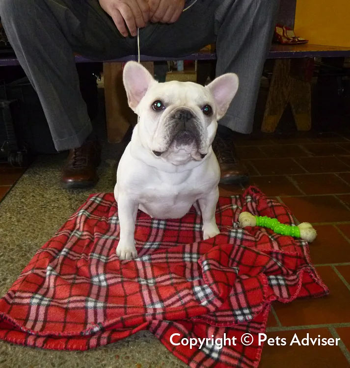 French Bulldog