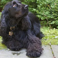 Field Spaniel, picture 3 of 10