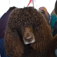 Irish Water Spaniel, picture 4 of 9