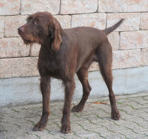 A Pudelpointer