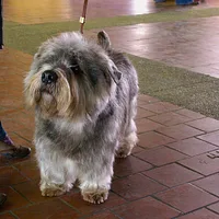 Norfolk Terrier, picture 9 of 10